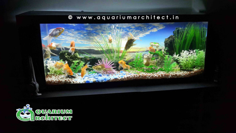 customised aquarium | Aquarium Architect | Aquarium Chennai | Aquarium in chennai | Designer aquarium in chennai | Custom Aquariums